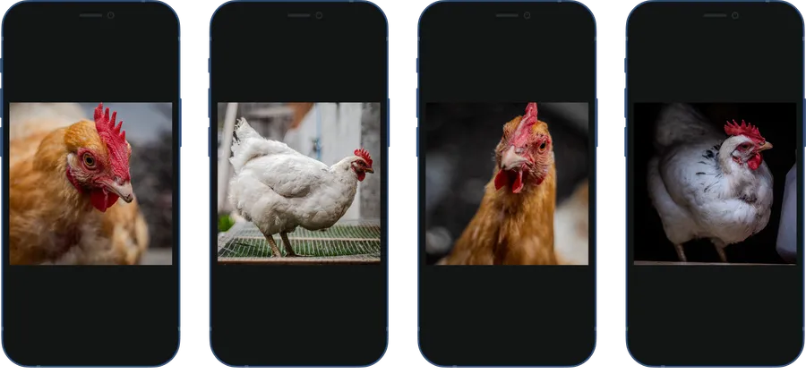 Four of the author's chickens